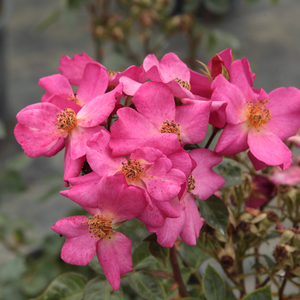Roz deschis - trandafir pentru straturi Polyantha